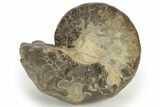 Triassic Ammonite (Ceratites nodosus) Fossil - Germany #240841-2
